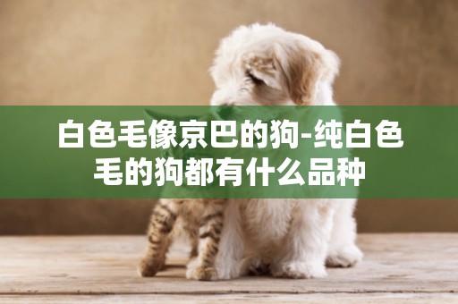 白色毛像京巴的狗-純白色毛的狗都有什么品種