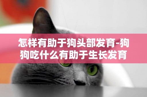 怎樣有助于狗頭部發育-狗狗吃什么有助于生長發育