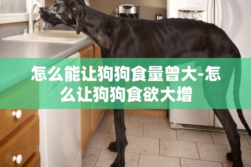 怎么能讓狗狗食量曾大-怎么讓狗狗食欲大增