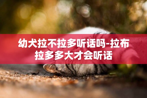幼犬拉不拉多聽話嗎-拉布拉多多大才會聽話