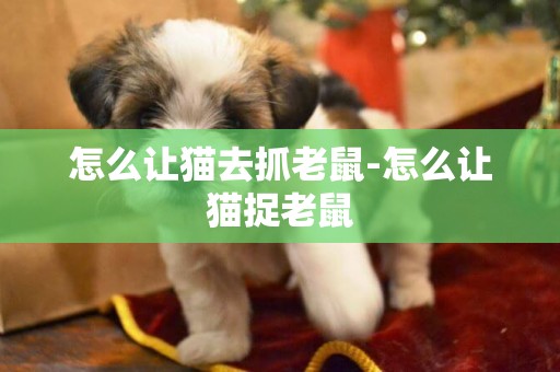 怎么讓貓去抓老鼠-怎么讓貓捉老鼠
