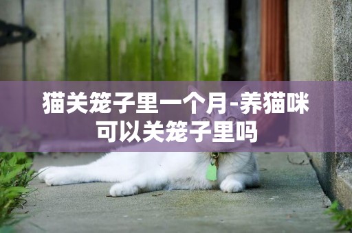 貓關籠子里一個月-養貓咪可以關籠子里嗎