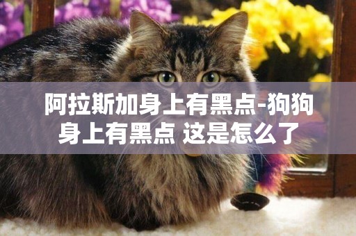 阿拉斯加身上有黑點-狗狗身上有黑點 這是怎么了