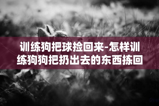 訓練狗把球撿回來-怎樣訓練狗狗把扔出去的東西揀回來