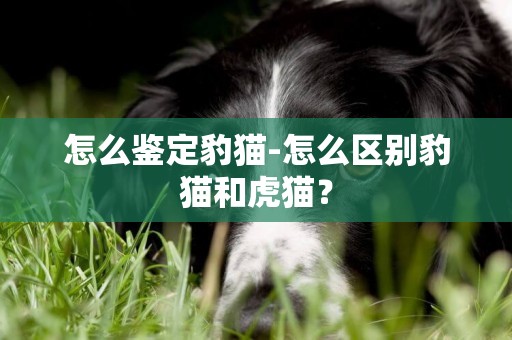 怎么鑒定豹貓-怎么區別豹貓和虎貓？