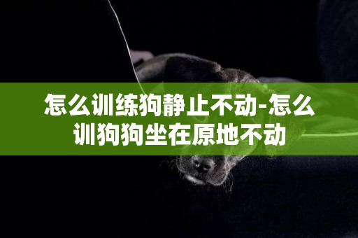 怎么訓練狗靜止不動-怎么訓狗狗坐在原地不動