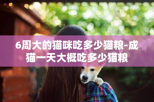 6周大的貓咪吃多少貓糧-成貓一天大概吃多少貓糧