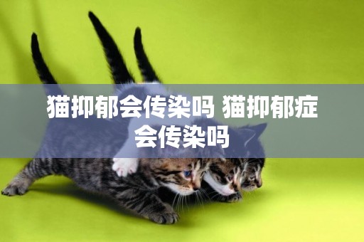 貓抑郁會傳染嗎 貓抑郁癥會傳染嗎