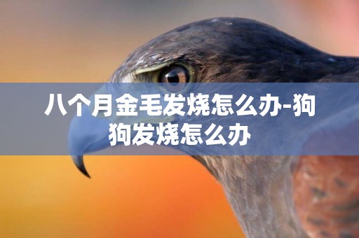 八個月金毛發燒怎么辦-狗狗發燒怎么辦