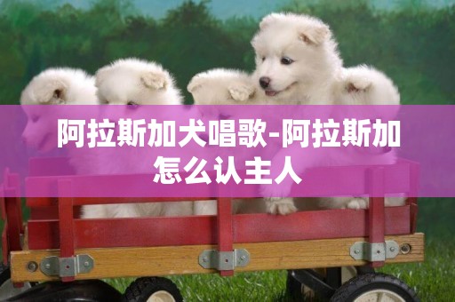 阿拉斯加犬唱歌-阿拉斯加怎么認主人