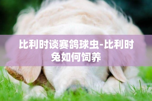 比利時談賽鴿球蟲-比利時兔如何飼養
