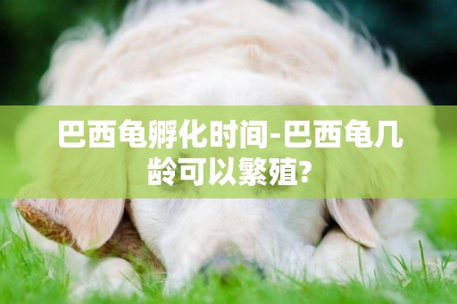 巴西龜孵化時間-巴西龜幾齡可以繁殖?