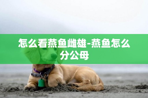 怎么看燕魚雌雄-燕魚怎么分公母