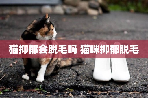 貓抑郁會脫毛嗎 貓咪抑郁脫毛