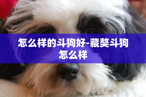 怎么樣的斗狗好-藏獒斗狗怎么樣