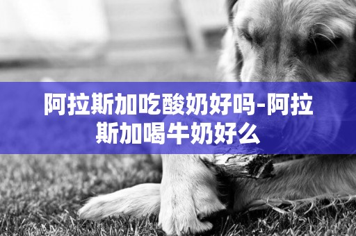 阿拉斯加吃酸奶好嗎-阿拉斯加喝牛奶好么