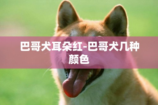 巴哥犬耳朵紅-巴哥犬幾種顏色
