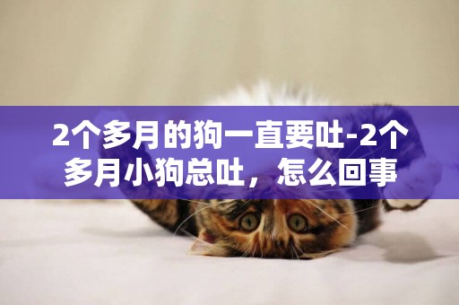 2個多月的狗一直要吐-2個多月小狗總吐，怎么回事