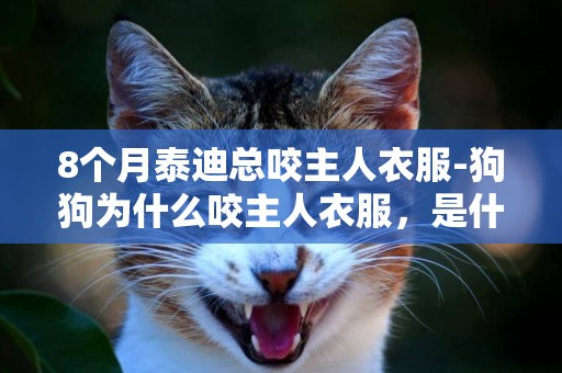8個月泰迪總咬主人衣服-狗狗為什么咬主人衣服，是什么意思？