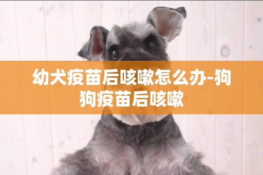 幼犬疫苗后咳嗽怎么辦-狗狗疫苗后咳嗽