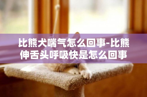 比熊犬喘氣怎么回事-比熊伸舌頭呼吸快是怎么回事