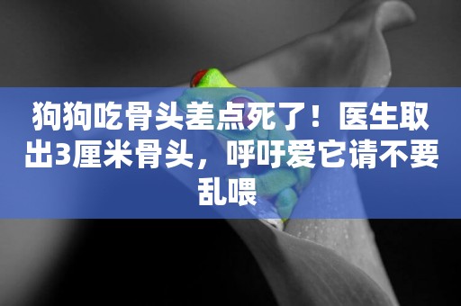狗狗吃骨頭差點死了！醫生取出3厘米骨頭，呼吁愛它請不要亂喂 