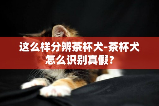 這么樣分辨茶杯犬-茶杯犬怎么識別真假？