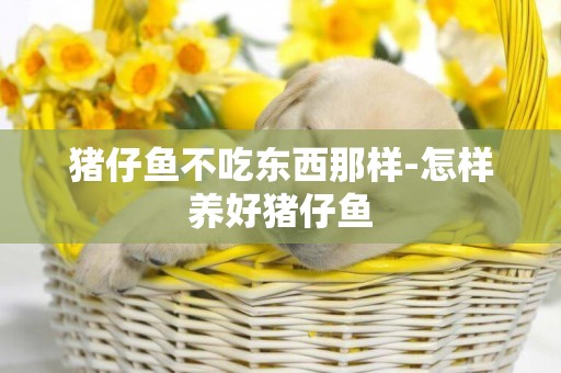 豬仔魚不吃東西那樣-怎樣養好豬仔魚