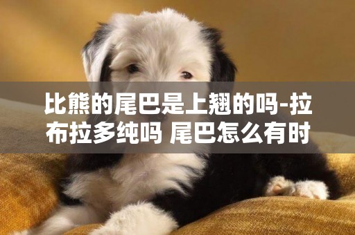 比熊的尾巴是上翹的嗎-拉布拉多純嗎 尾巴怎么有時候會往上翹