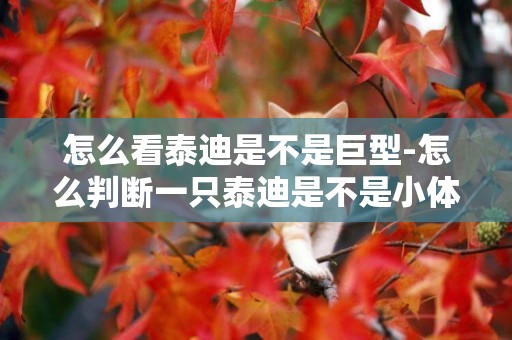 怎么看泰迪是不是巨型-怎么判斷一只泰迪是不是小體型