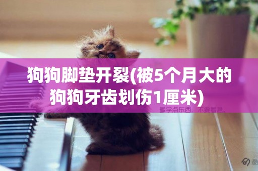 狗狗腳墊開裂(被5個月大的狗狗牙齒劃傷1厘米) 
