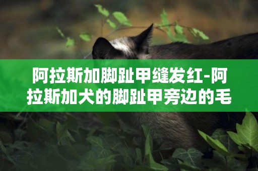 阿拉斯加腳趾甲縫發紅-阿拉斯加犬的腳趾甲旁邊的毛變紅了怎么回事