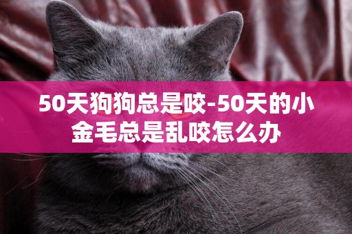 50天狗狗總是咬-50天的小金毛總是亂咬怎么辦