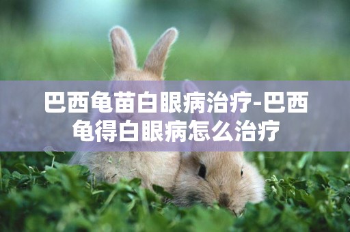 巴西龜苗白眼病治療-巴西龜得白眼病怎么治療