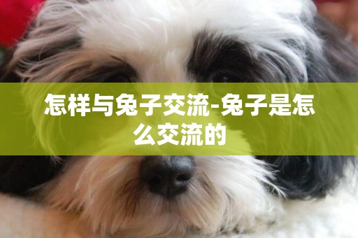 怎樣與兔子交流-兔子是怎么交流的