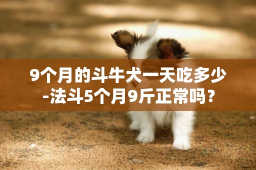 9個月的斗牛犬一天吃多少-法斗5個月9斤正常嗎？