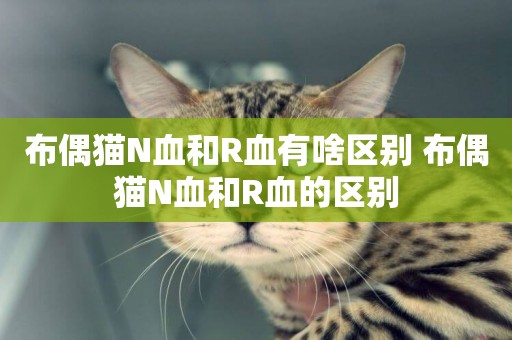 布偶貓N血和R血有啥區別 布偶貓N血和R血的區別