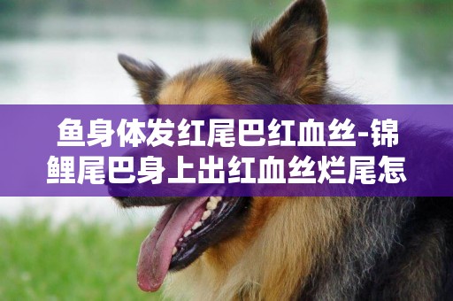 魚身體發紅尾巴紅血絲-錦鯉尾巴身上出紅血絲爛尾怎么辦
