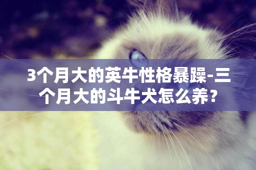 3個月大的英牛性格暴躁-三個月大的斗牛犬怎么養？