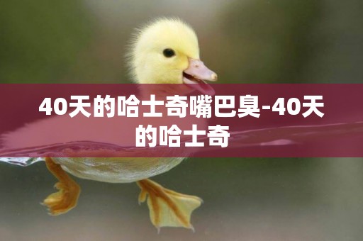 40天的哈士奇嘴巴臭-40天的哈士奇