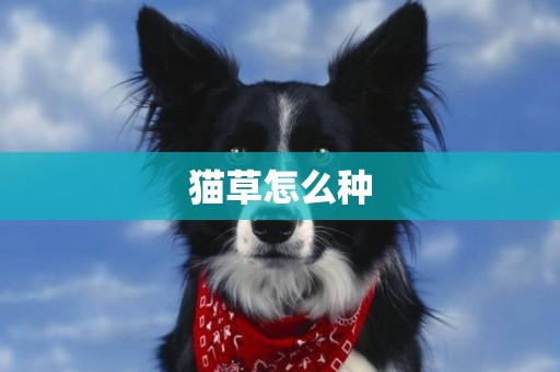 貓草怎么種