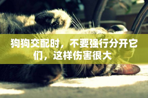 狗狗交配時，不要強行分開它們，這樣傷害很大 