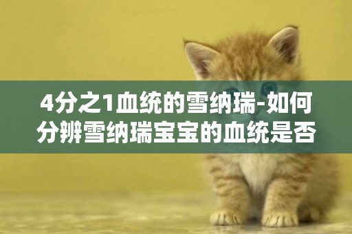 4分之1血統的雪納瑞-如何分辨雪納瑞寶寶的血統是否純正