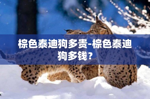 棕色泰迪狗多貴-棕色泰迪狗多錢？