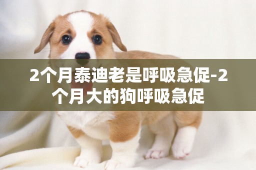 2個月泰迪老是呼吸急促-2個月大的狗呼吸急促