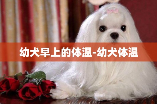 幼犬早上的體溫-幼犬體溫