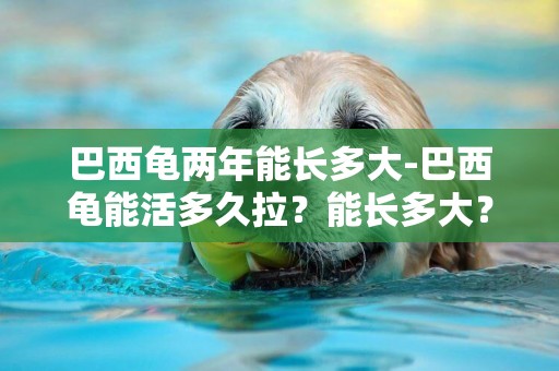 巴西龜兩年能長多大-巴西龜能活多久拉？能長多大？