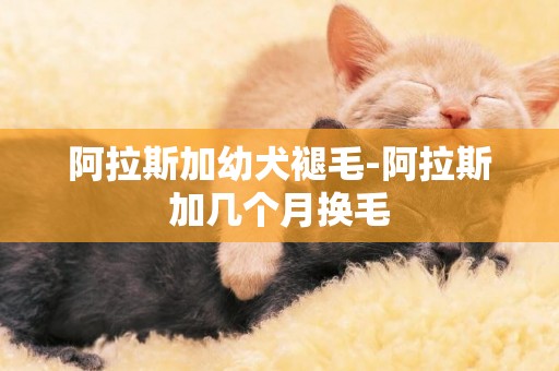 阿拉斯加幼犬褪毛-阿拉斯加幾個月換毛