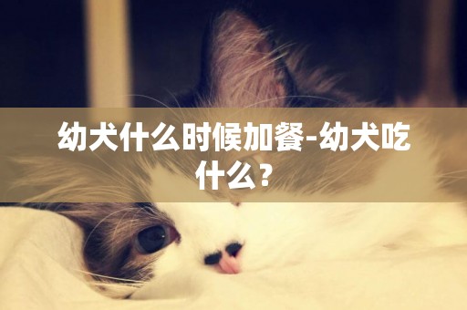 幼犬什么時候加餐-幼犬吃什么？