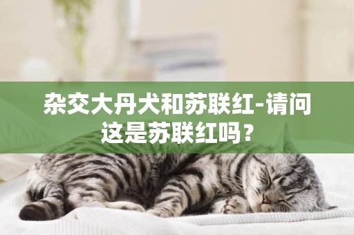 雜交大丹犬和蘇聯紅-請問這是蘇聯紅嗎？